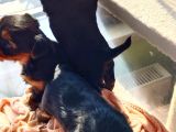 1 erkek 1 Dişi Yorkshire Terrier Yavrular