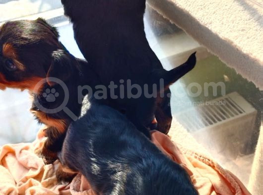 1 Erkek 1 Dişi Yorkshire Terrier Yavrular