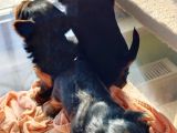 1 Erkek 1 Dişi Yorkshire Terrier Yavrular