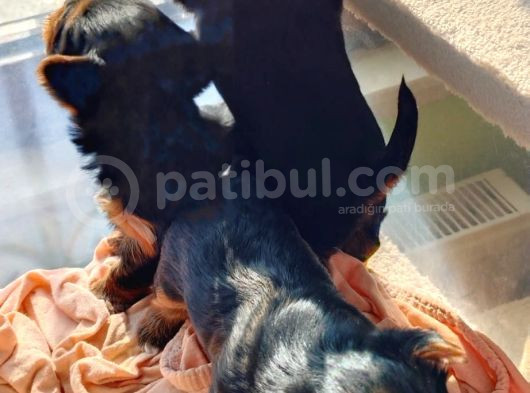 1 Erkek 1 Dişi Yorkshire Terrier Yavrular görsel