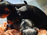 1 Erkek 1 Dişi Yorkshire Terrier Yavrular