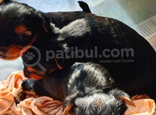1 Erkek 1 Dişi Yorkshire Terrier Yavrular görsel