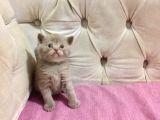 Özel ve Muhteşem cream Erkek British Shorthair Yavrusu