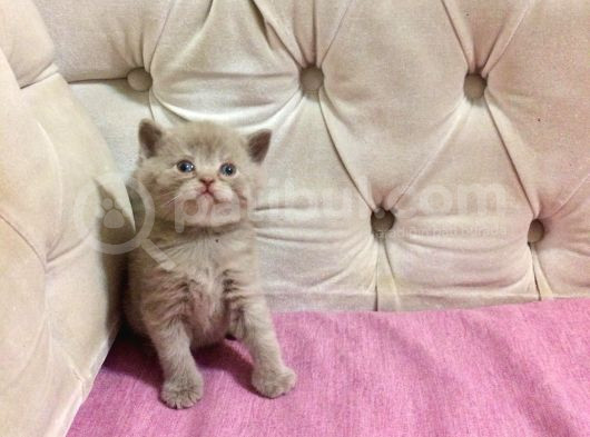 Özel Ve Muhteşem Cream Erkek British Shorthair Yavrusu
