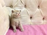 Özel Ve Muhteşem Cream Erkek British Shorthair Yavrusu