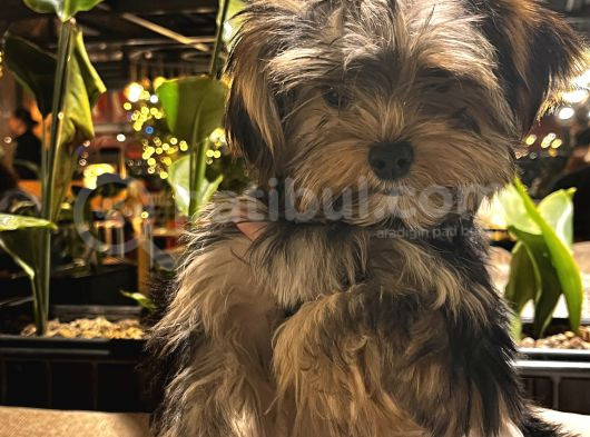 Yorkshire Terrier görsel