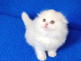 Teslime Hazır Scottish Fold Long Hair Tortie Kaçmaz Güzellik