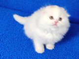 Teslime Hazır Scottish Fold Long Hair Tortie Kaçmaz Güzellik