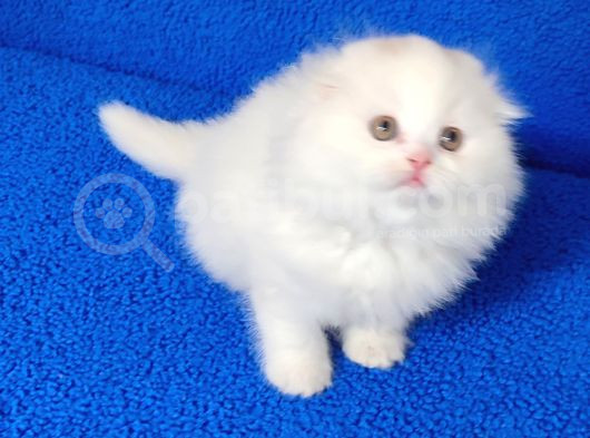 Teslime Hazır Scottish Fold Long Hair Tortie Kaçmaz Güzellik görsel