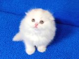 Teslime Hazır Scottish Fold Long Hair Tortie Kaçmaz Güzellik