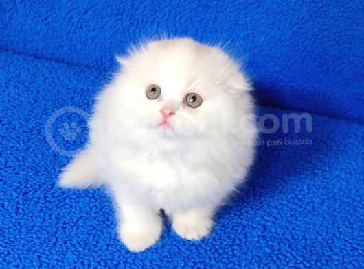 Teslime Hazır Scottish Fold Long Hair Tortie Kaçmaz Güzellik görsel