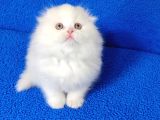 Teslime hazır Scottish Fold long Hair tortie kaçmaz güzellik