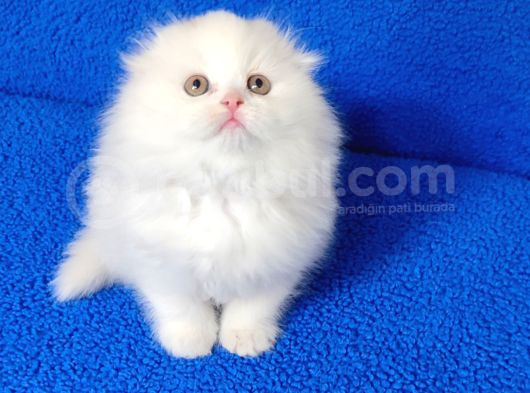 Teslime Hazır Scottish Fold Long Hair Tortie Kaçmaz Güzellik