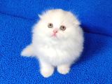 Teslime Hazır Scottish Fold Long Hair Tortie Kaçmaz Güzellik