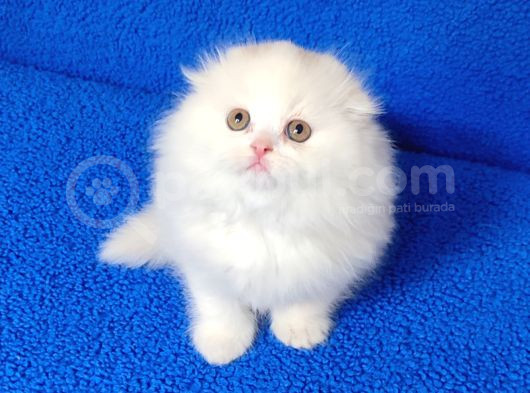 Teslime Hazır Scottish Fold Long Hair Tortie Kaçmaz Güzellik görsel