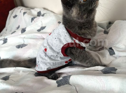 Cücü görsel