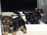 Safkan teacup yorkshire Bebekler