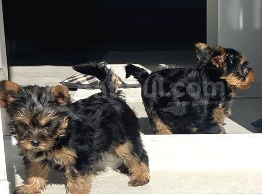 Safkan Teacup Yorkshire Bebekler