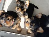 Safkan Teacup Yorkshire Bebekler