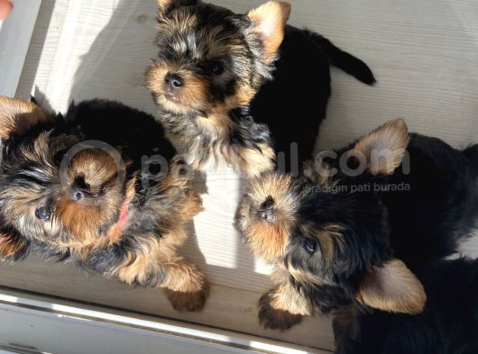 Safkan Teacup Yorkshire Bebekler görsel