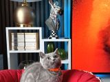 British Shorthair Duman Rengi Dişi Erkek Yavrular