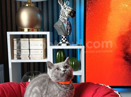 British Shorthair Duman Rengi Dişi Erkek Yavrular görsel