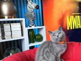 British Shorthair Duman Rengi Dişi Erkek Yavrular