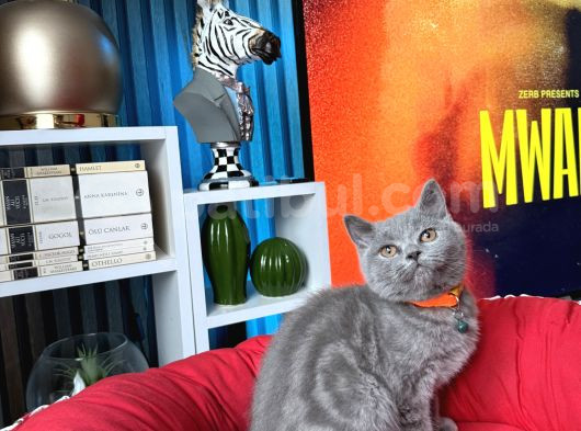 British Shorthair Duman Rengi Dişi Erkek Yavrular görsel
