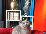 British Shorthair Duman Rengi Dişi Erkek Yavrular