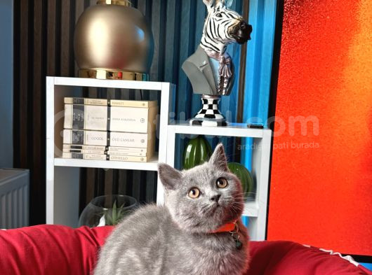 British Shorthair Duman Rengi Dişi Erkek Yavrular görsel