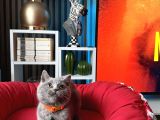 British Shorthair Duman Rengi Dişi Erkek Yavrular