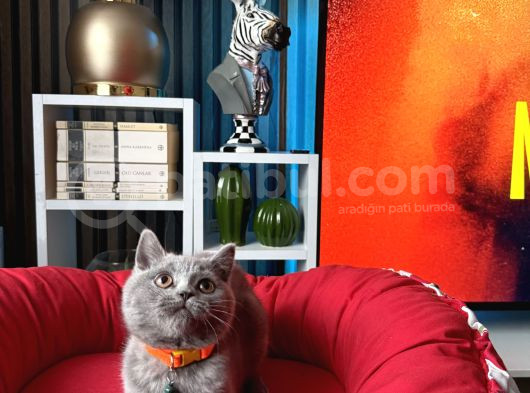 British Shorthair Duman Rengi Dişi Erkek Yavrular