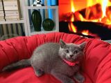 British Shorthair Duman Rengi Dişi Erkek Yavrular