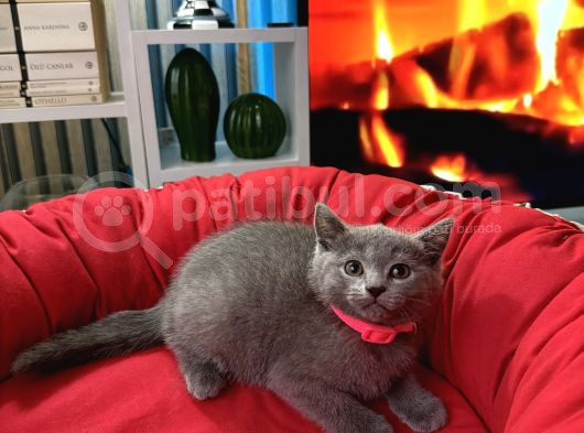 British Shorthair Duman Rengi Dişi Erkek Yavrular görsel