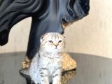 Sifir Kulak Top Kafa Scotti̇sh Fold Tabby Yavrum