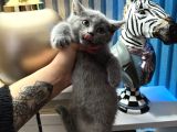 British Shorthair Duman Rengi Dişi Erkek Yavrular