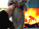 British Shorthair Duman Rengi Dişi Erkek Yavrular