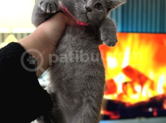 British Shorthair Duman Rengi Dişi Erkek Yavrular görsel