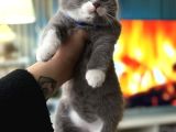 Nadir Irk British Shorthair Bicolor