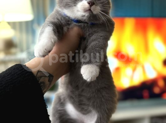 Nadir Irk British Shorthair Bicolor görsel