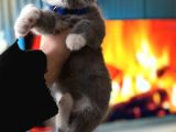 Nadir Irk British Shorthair Bicolor