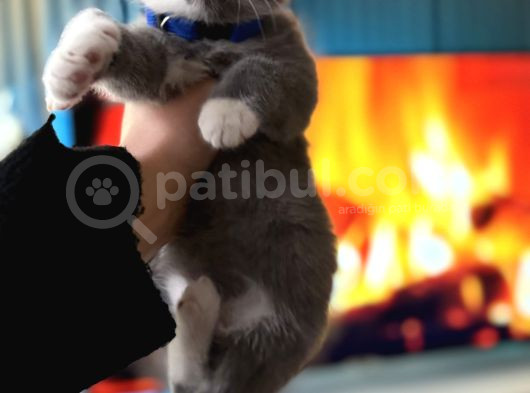Nadir Irk British Shorthair Bicolor görsel