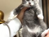 Nadir ırk British Shorthair Bicolor