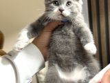 Nadir Irk British Shorthair Bicolor