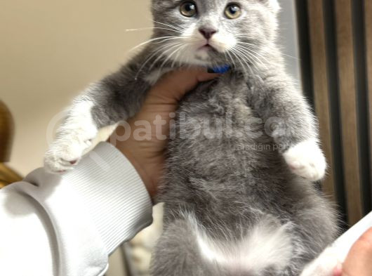 Nadir Irk British Shorthair Bicolor görsel