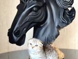 Sifir Kulak Top Kafa Scotti̇sh Fold Tabby Yavrum