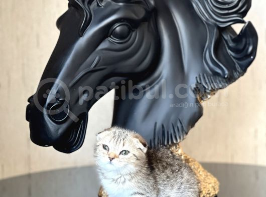 Sifir Kulak Top Kafa Scotti̇sh Fold Tabby Yavrum görsel