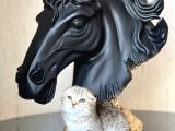 SIFIR KULAK TOP KAFA SCOTTİSH FOLD TABBY YAVRUM