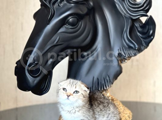 Sifir Kulak Top Kafa Scotti̇sh Fold Tabby Yavrum