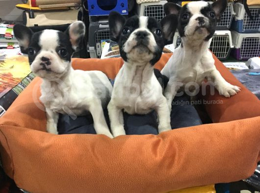 Mall Of İstanbul Blue Tan Fransiz Bulldog Orijinal Garantili